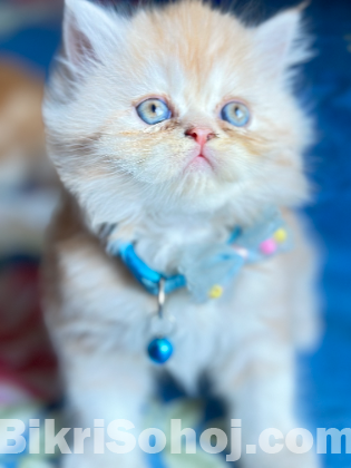 Persian Kitten